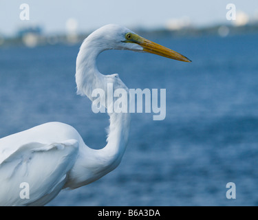 SILBERREIHER AN MELBOURNE BEACH IN BREVARD COUNTY AN DER OSTKÜSTE VON FLORIDA ARDEA ALBA Stockfoto