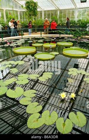 Royal Botanic Gardens Kew in Richmond London England Waterlily Haus. Nymphaea und Victoria regia Stockfoto