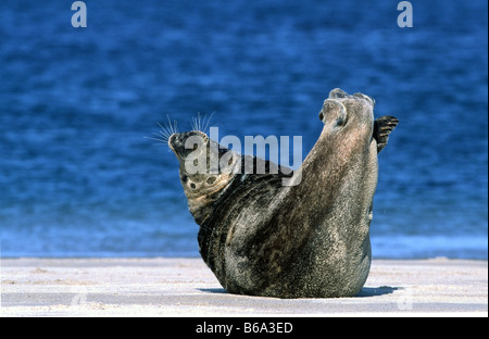 Graue Dichtung am Heligolands Strand Kegelrobbe bin Helgoländer Strand Stockfoto