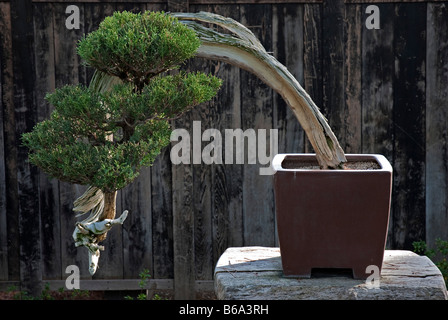 Kalifornischer Wacholderbaum (Juniperus californica) als Bonsai angebaut. In den Huntington Botanical Gardens, Santa Monica, USA Stockfoto