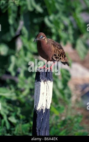 Galapagos Taube thront auf post Stockfoto