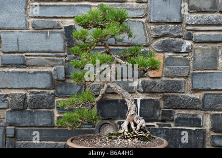 Japanischer schwarzer Kiefernbaum (Pinus thunbergii) als Bonsai angebaut. In den Huntington Botanical Gardens, Santa Monica, USA Stockfoto