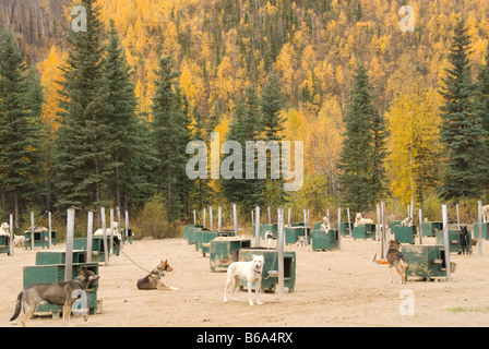 Hundezwinger in Chena Hot Springs Resort, Alaska Stockfoto