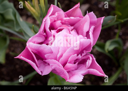 Lavendel-rosa Tulpe (Arten: doppelter Preis) Stockfoto