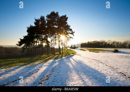 Kiefern auf dem Clent Hügel im Winter in der Nähe von Birmingham Worcestershire England UK Stockfoto