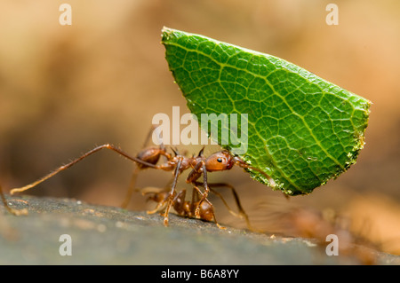 Blatt Scherblock Ameise tragen Blatt Atta SP Amazonas-Regenwald. Stockfoto