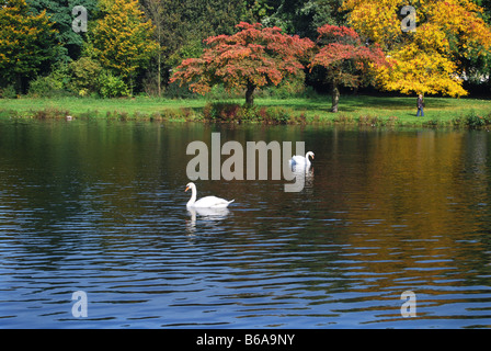 Höckerschwäne im Teich Stockfoto