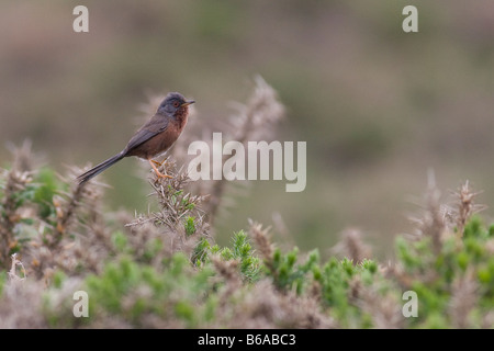 Dartford Warbler (Sylvia Undata) auf der Heide Stockfoto