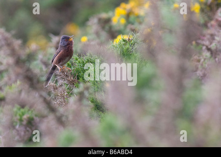 Dartford Warbler (Sylvia Undata) auf der Heide Stockfoto