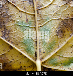 Unterseite des gefallenen Ahorn Blatt im Herbst zeigt Detail Blattrippen Stockfoto