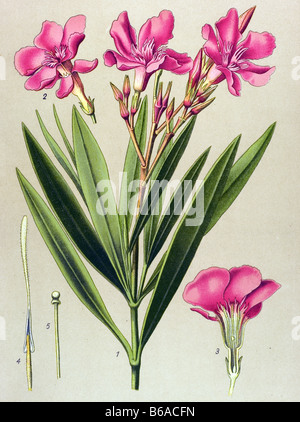 Oleander, Nerium Oleander giftige Pflanzen Illustrationen Stockfoto