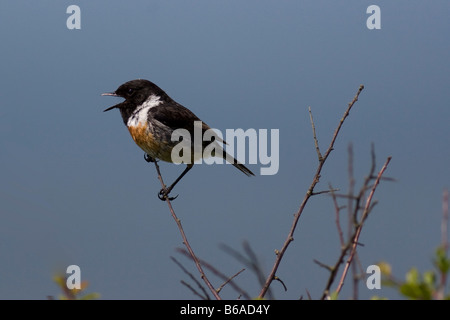 Männliche Schwarzkehlchen (Saxicola Torquata) singen Stockfoto