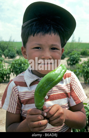 Ein sehr junger illegale mexikanische Landarbeiter nimmt grünes Chile mit seinen Eltern in das berühmte Tal der Luke im südlichen New Mexico Stockfoto