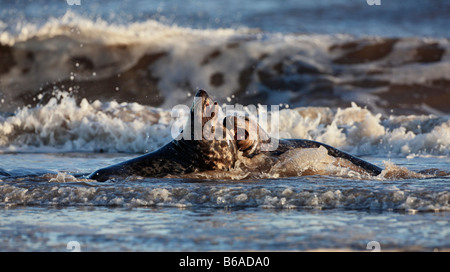 Graue Dichtung Halichoerus Grypus spielen kämpfen im Meer Donna Nook Lincolnshire Stockfoto