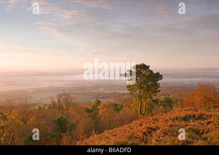 Am frühen Morgen [Blick von Leith Hill] [North Downs] [Surrey Hills] Herbst Stockfoto