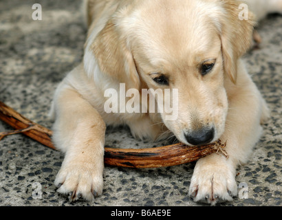 Einen 6 Monate alten Golden Retriever kaut Rinde und Stöcke Stockfoto