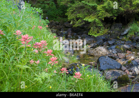 USA Alaska Misty Fjords National Monument Indian Paintbrush Castilleja Angustifolia und anderen Wildblumen blühen Stockfoto