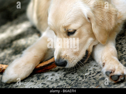 Einen 6 Monate alten Golden Retriever kaut Rinde und Stöcke Stockfoto