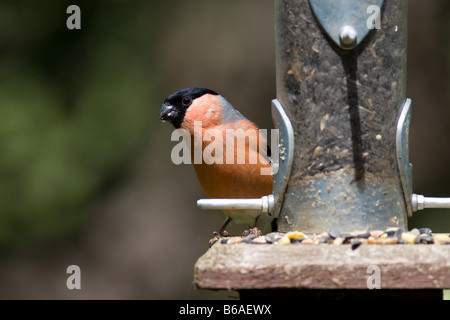 Männliche Gimpel (Pyrrhula Pyrrhula) Fütterung auf Sonnenblumenkerne Stockfoto