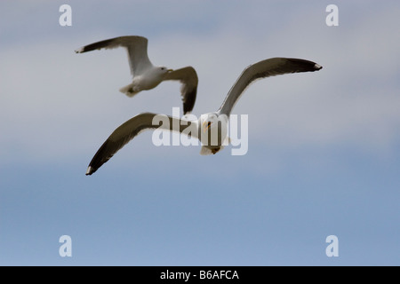 Weniger schwarz backed Gull (Larus Fuscus) Glaubensbekennenden Verschachtelung Common Gull (Larus Canus) Stockfoto