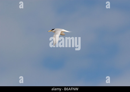 Zwergseeschwalbe (Sterna Albifrons) im Flug Stockfoto