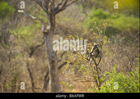 wild wild Chacma Pavian PAPIO URSINUS Primas Affe sitzt im Baum Fütterung Südafrika Südafrika Säugetier Afrika Busch w Stockfoto