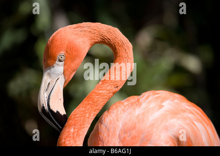 Bahamas New Providence Island Nassau Karibik Flamingos Phoenicopterus Ruber Ardastra Gardens Stockfoto