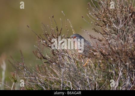 Dartford Warbler (Sylvia Undata) auf der Heide Stockfoto