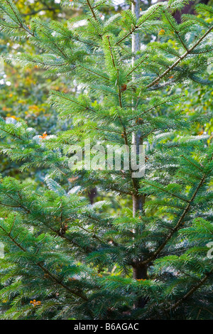 Abies Nordmanniana Unterart "Equi-Trojani" Nordmanntanne Stockfoto