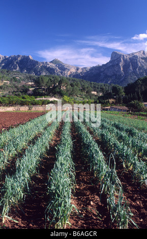 Bereich der Zwiebeln in das Tal von Soller, Mallorca, Balearen, Spanien. Stockfoto