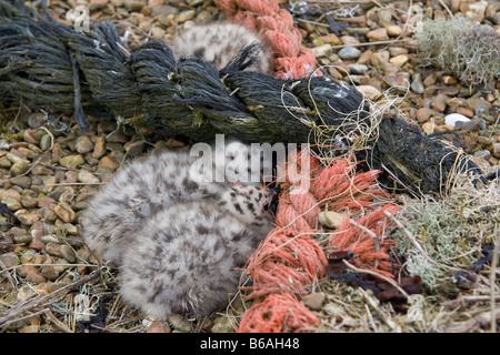 Silbermöwe (Larus Argentatus) Küken versteckt Stockfoto