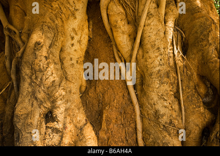 Mahagoni-Baum Süd-Afrika Südafrika große alte hohe grüne Blätter Reife Natur Mahagoni alten großen wachsenden Mahagoni Mahagoni b Stockfoto