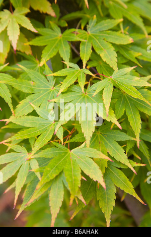 KORALLEN RINDE AHORN ACER PALMATUM Stockfoto