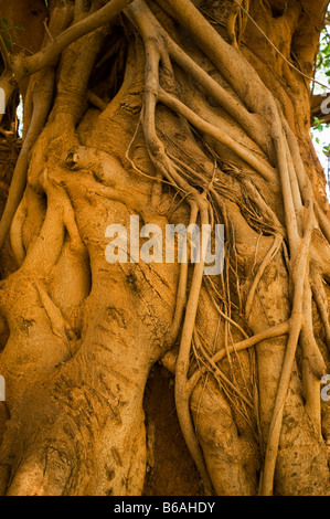 Mahagoni-Baum Süd-Afrika Südafrika große alte hohe grüne Blätter Reife Natur Mahagoni alten großen wachsenden Mahagoni Mahagoni Stockfoto