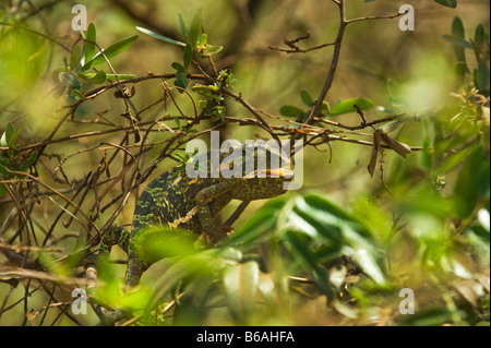 wilde Tierwelt Chamäleon Chamäleon 1 eine einzelne grün weiß braun Südafrika Chamäleon auf einen Zweig grünen Hintergrund hell bri Stockfoto