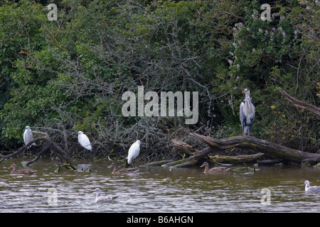 Seidenreiher (Egretta Garzetta) Schlafplatz mit Graureiher (Ardea Cinerea) Stockfoto