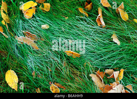MATTIERTE HERBSTLAUB & GRÄSER, TIDIOUTE AUSSICHTSPUNKT, ALLEGHENY NATIONAL FOREST Stockfoto