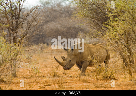 wilde Breitmaulnashorn Rhino CERATOTHERIUM Simum in Akazien Wald Süd-Afrika Wildlife Wildnis Stockfoto