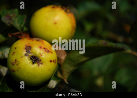 Nahaufnahme von zwei Äpfel am Baum noch befestigt und beginnen zu faulen, Worcestershire, England, uk Stockfoto