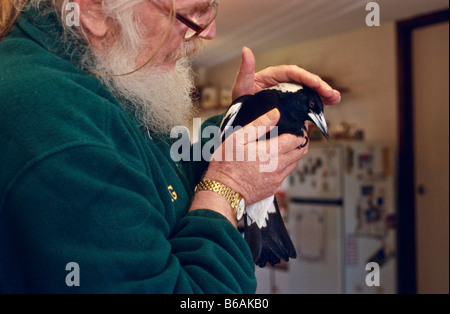 Mensch und Haustier Elster, Australien Stockfoto