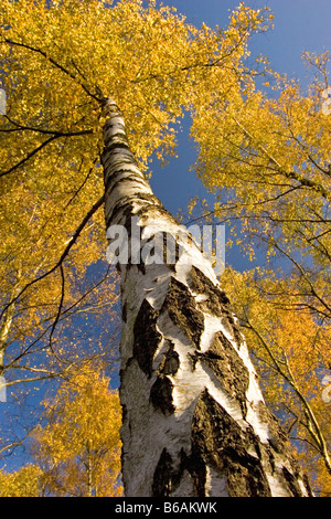 Birkenbaum im Herbst, England, UK Stockfoto