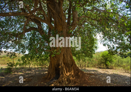 Mahagoni-Baum Süd-Afrika Südafrika große alte hohe grüne Blätter Reife Natur Mahagoni alten großen wachsenden Mahagoni Mahagoni b Stockfoto