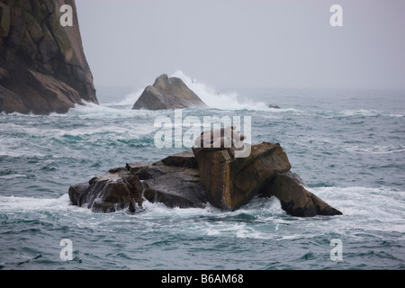 Steller Nordalaska Sea Lions Kenai Fjords Nationalpark Stockfoto