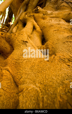 Mahagoni-Baum Süd-Afrika Südafrika große alte hohe grüne Blätter Reife Natur Mahagoni alten großen wachsenden Mahagoni Mahagoni b Stockfoto