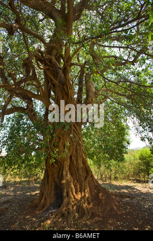 Mahagoni-Baum Süd-Afrika Südafrika große alte hohe grüne Blätter Reife Natur Mahagoni alten großen wachsenden Mahagoni Mahagoni b Stockfoto