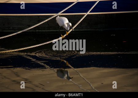 Snowy Reiher Egretta unaufger stehend an einem Seil Fütterung für kleine Fische Stockfoto