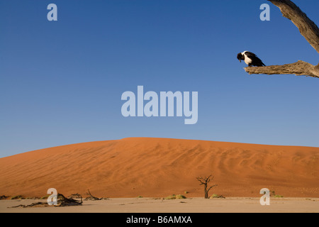 Afrika Namibia Namib Naukluft National Park Pied Crow Corvus Albus ruhen im Zweig der ausgetrockneten Akazie im Dead Vlei Stockfoto