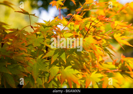 Korallen Rinde Ahorn Acer Palmatum "Sango-Kaku" Stockfoto