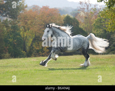 Drum Horse Hengst Stockfoto