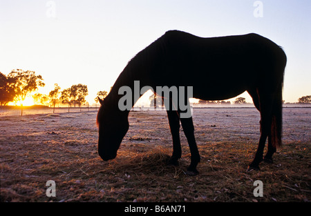 Pferd-Silhouette, frostigen Morgen Australien Stockfoto